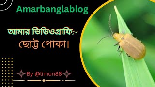 আমার ভিডিওগ্রাফি:- ছোট্ট পোকা।