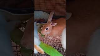 Using watermelon 🍉 waste as food for rabbits #rabbit #farming #africa