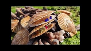 I capture 1 large  shell monsters, snail, spider squid, sea horse on the beach