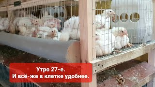 Утро 27-е. Выращивание бройлеров росс 308. Клеточное содержание, начало.