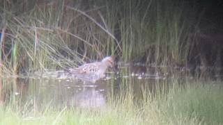 Stilt sandpiper at Pennington marsh 22/05/2016