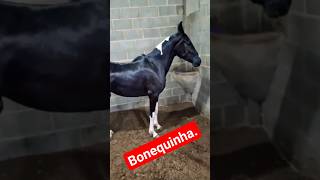 Bonequinha #viral#cavalo#agro