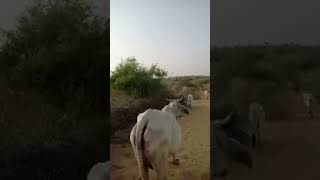 Cows going to jungle, Jungle Visit