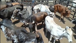 Feira de Animais em Tabira PE Muito Gado Mestiço