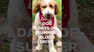 DOG DAYS OF SUMMER | JULY 19 - AUG 11