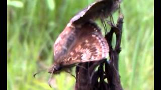 Kronwicken-Dickkopffalter (Erynnis tages) Paarung. Rote Liste: V. in Deutschland. In OÖ. geschützt.