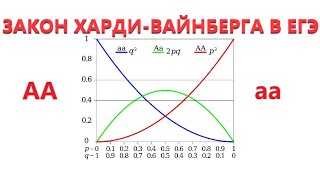 ЗАКОН ХАРДИ-ВАЙНБЕРГА В ЕГЭ