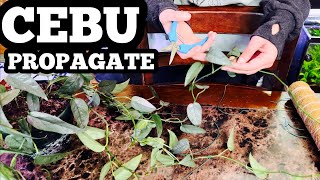 Cebu Blue Pothos Propagation