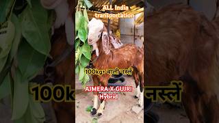 Ajmera X GUJRI 100 किलो+ वाली नस्लें 😍🥰🤩#goat #animals #bakridsheep #cowgoat #cow #bakridsheeps