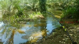 MANCING IKAN GABUS DI TEMPAT BANJIR || kir Yanto 77