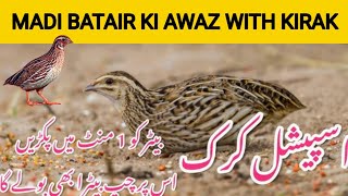 BATAIR KA SHIKAR||QUAIL HUNTING KiRAK ki Saath||BATAIR KI AWAZ SUBHA K LIYE 2023