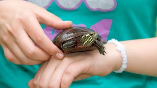 Adopt, Don't Shop! The Journey of Turtle Adoption 🐢❤️