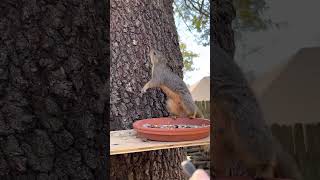 An attempt to make friends with a squirrel. Is it successful?