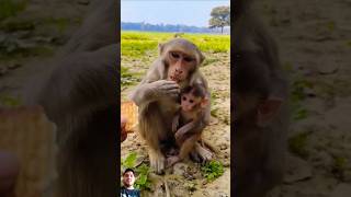 Monkey 🐒 and baby monkey eat biskit | #monkey #cat #catlover #dog #animals #shorts #funny #trending