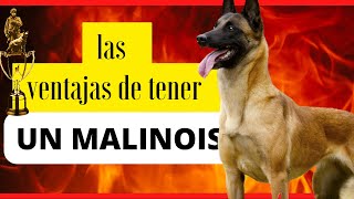 ESTAS SON LAS VENTAJAS DE TENER UN MALINOIS