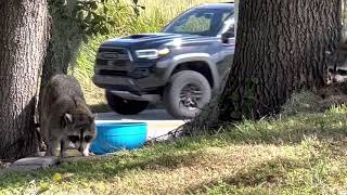 Raccoon Stand off ! love wildlife!