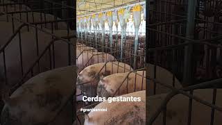 Cerdas en gestación de 60 a 105 días. #granjaanvini