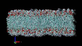 Bilayer Compression using VMD