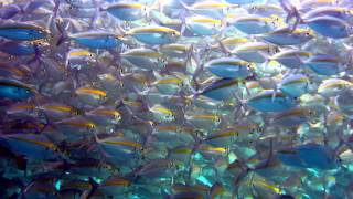 Salang Jetty, Tioman Island