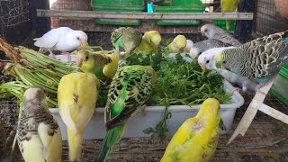 Budgies sounds food eating by akshimokshi8415