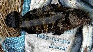 mancing ikan kerapu di muara laut || Best Fishing videos