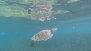 Amazing snorkeling & diving in Cebu (Moalboal & Oslob) - Whalesharks, Turtles, Sardines - GoPro