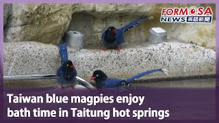 Taiwan blue magpies enjoy bath time in Taitung hot springs｜Taiwan News