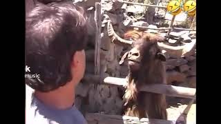 Man argues with Goat