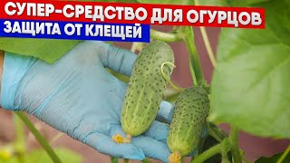 Супер-средство для огурцов - защита от клещей