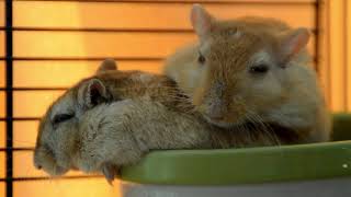 Sleepy Gerbils - Part 2 -