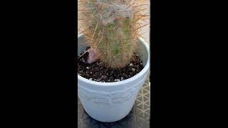 White Hair(and spikes) on Our Old Man Cactus #shorts