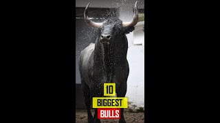 10 Biggest Bulls Breeds