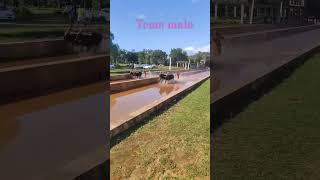 Team mala | kudhi #kambala #youtube #youtuber #shortvideo