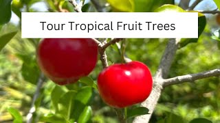 Tropical Fruit Trees Tour my Garden Update @floridahomeandgardeningwit5457