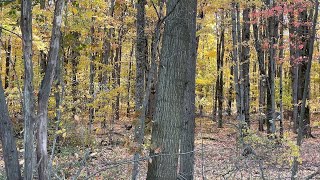 Turkeys in the Autumn Woods with a Hawk Screeching