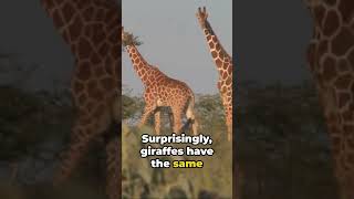 Giraffes vs Humans: The Neck Vertebrae Showdown #funfact