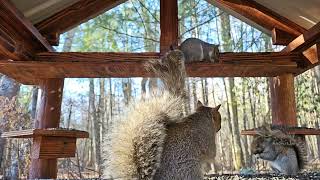 Squirrel Fun in the morning #squirrel #squirrelwatching #wildlife #nature