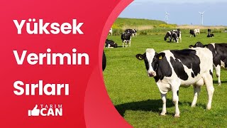 Yüksek Süt Verimi için OLMAZSA OLMAZ İŞÇİ