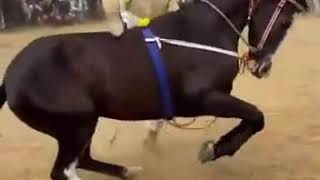 Horse dancing with his owner