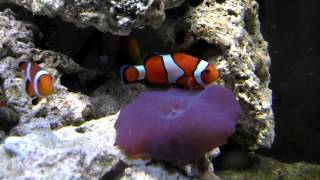 Clown Fish Starting to Host Mushroom