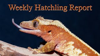 Weekly Hatchling Report- I Am Going To Costa Rica!!