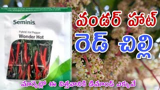 wonder hot pepper redchilli seed Verity/వండర్ హాట్ రెడ్ చిల్లి/#nelathallivlogs #chilli#seeds