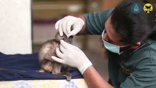 Two orphan langurs under rehabilitation | RESQ CT, Pune 2023