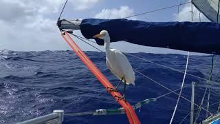 Egret hitch hiker Dec17