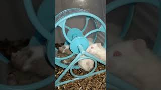 So cute Hamster .. ..#animals #shortvideo (3)