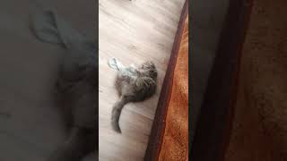 FUNNY CAT | СМЕШНЫЕ КОШКИ