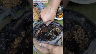 സാഹസികമായ ഒരു ചെറു തേൻ എടുക്കൽ|| Wild Honey Picking | #shorts  #short