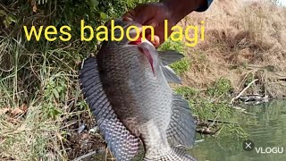 mancing ikan nila di waduk Bajul mati