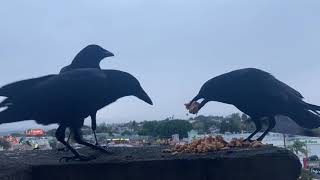 DOPE ASS MURDER OF CROWS ENJOYING DOPE ASS CHICKEN BREAKFAST