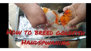 How to breed goldfish #goldfishtanksetup #goldfish #handmade